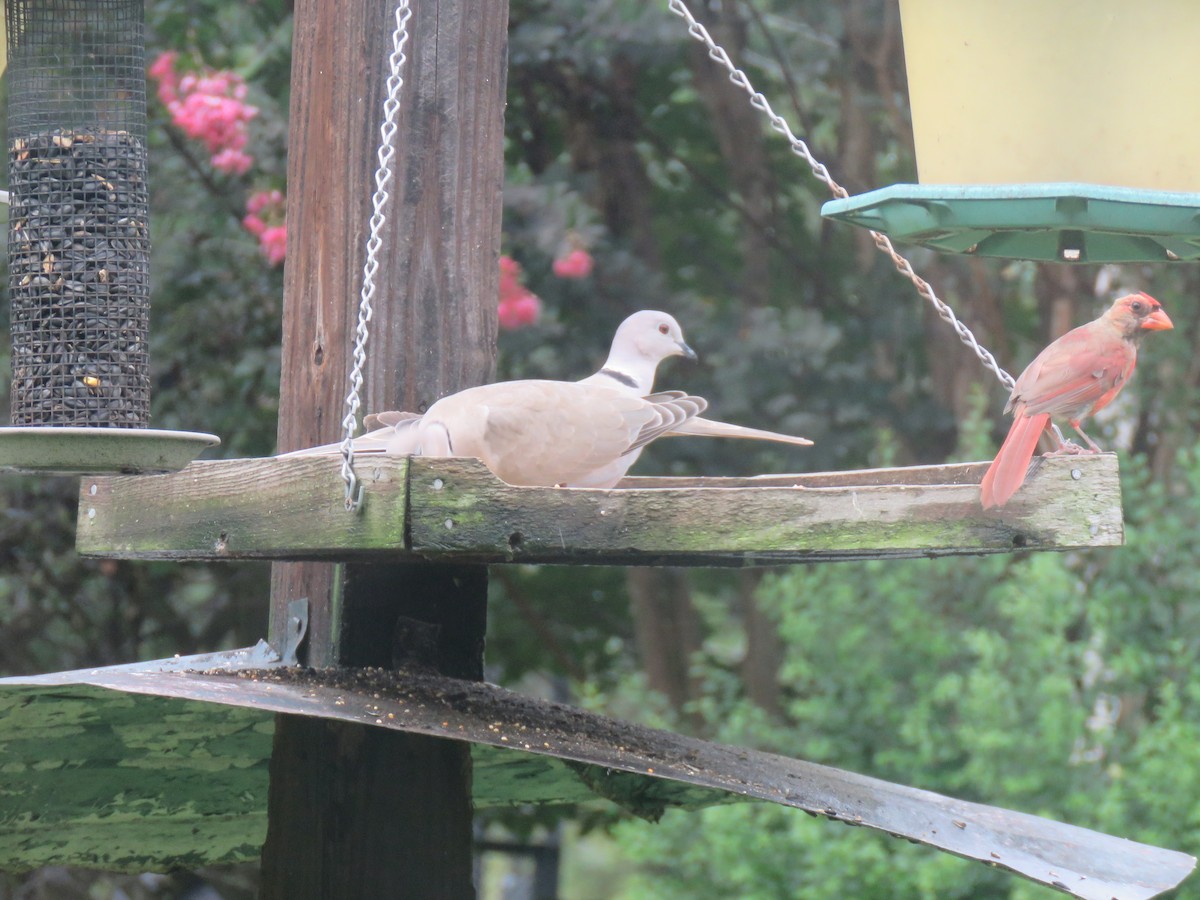 Eurasian Collared-Dove - ML110642871