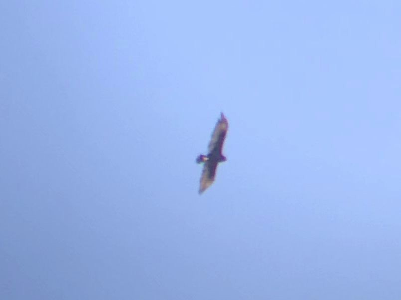 Zone-tailed Hawk - ML110643221