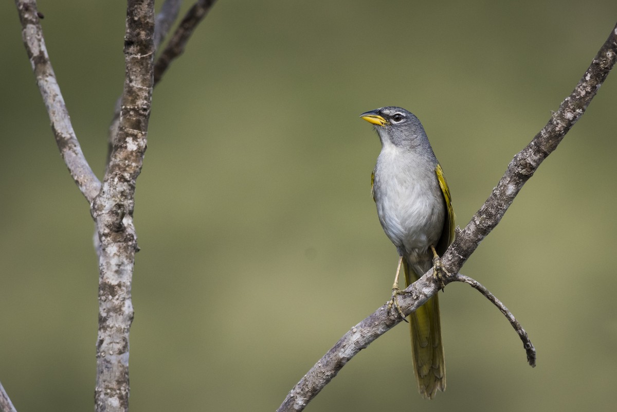 Coludo Gorjipálido - ML110643531