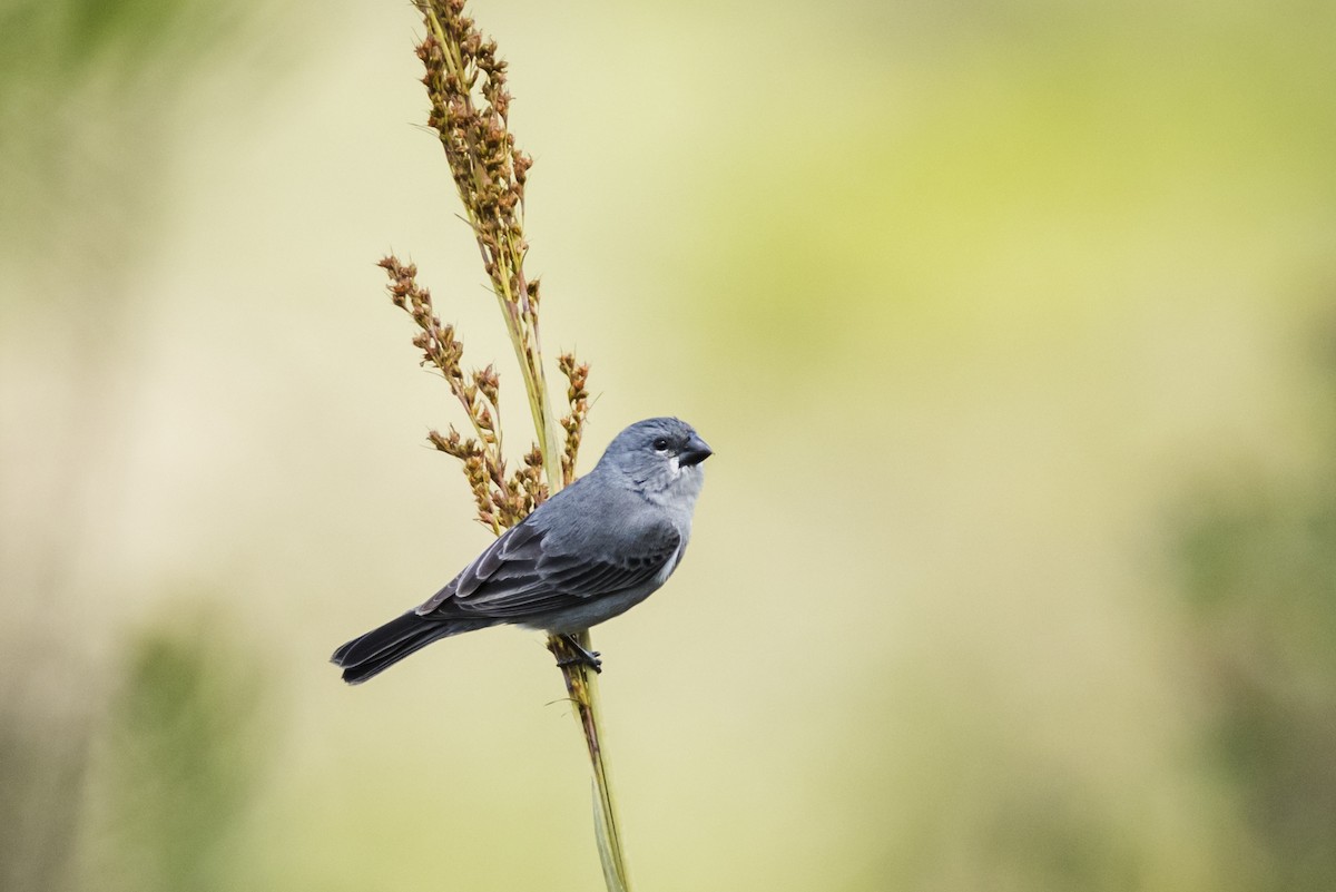 Plumbeous Seedeater - ML110643571