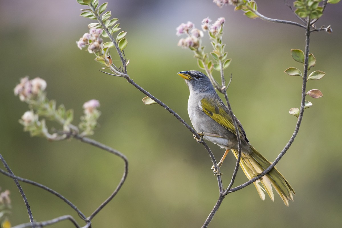 Pale-throated Pampa-Finch - ML110643581