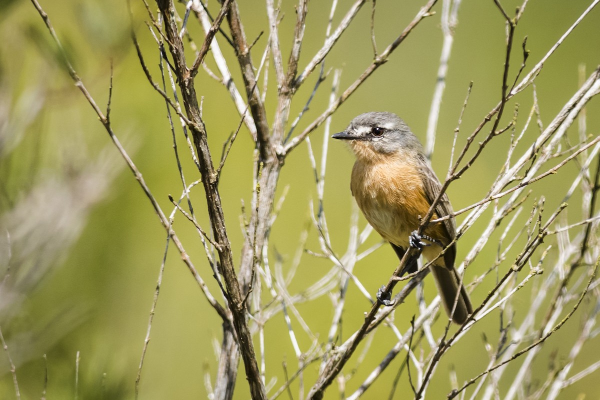 Gray-backed Tachuri - ML110643731