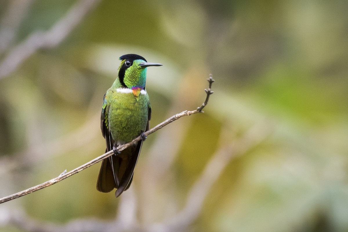 Colibrí Lumaquela - ML110643741