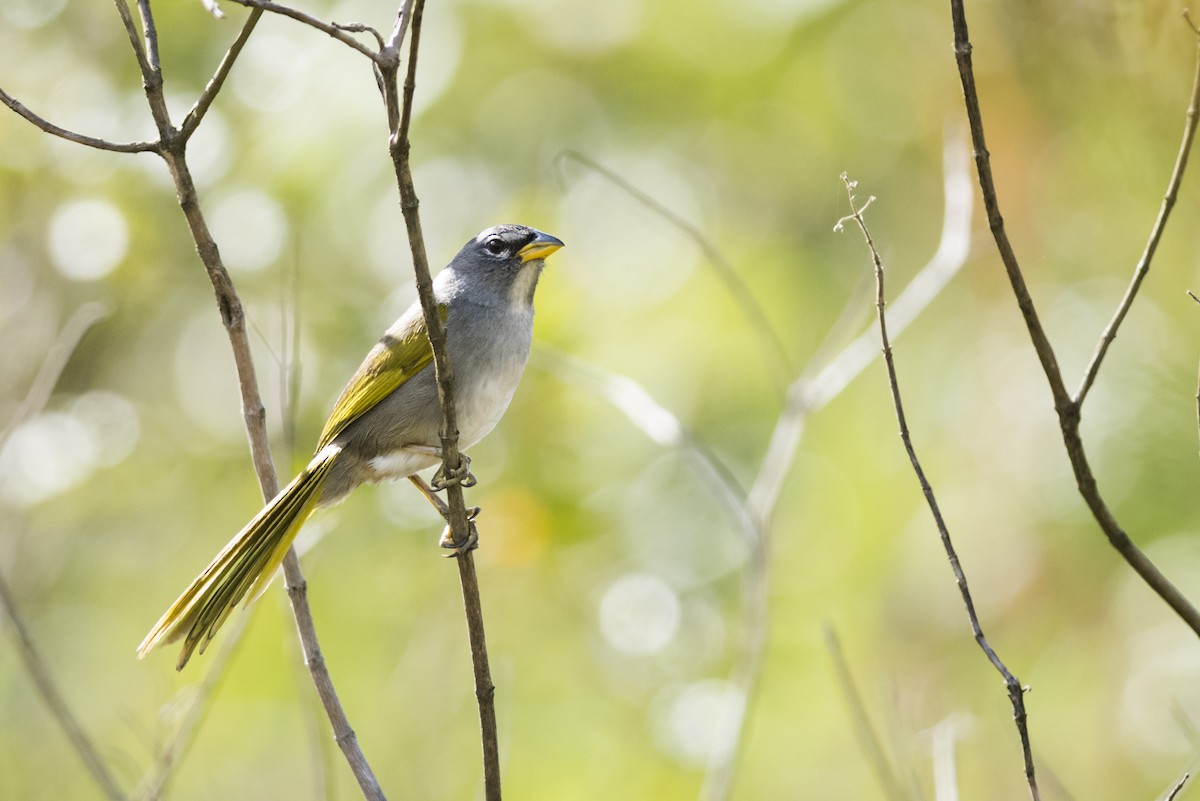 Coludo Gorjipálido - ML110643761