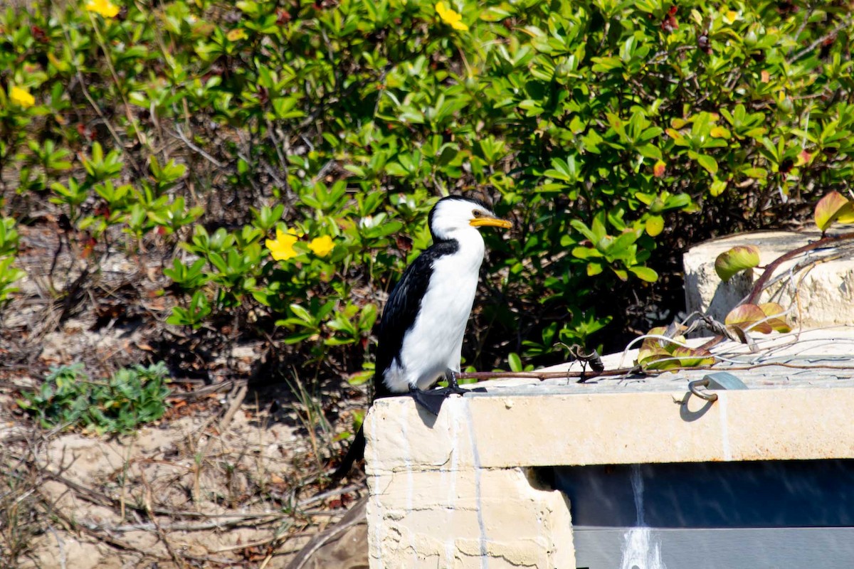 Little Pied Cormorant - ML110645651