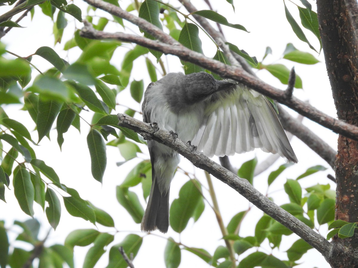 Gray Kingbird - ML110645761