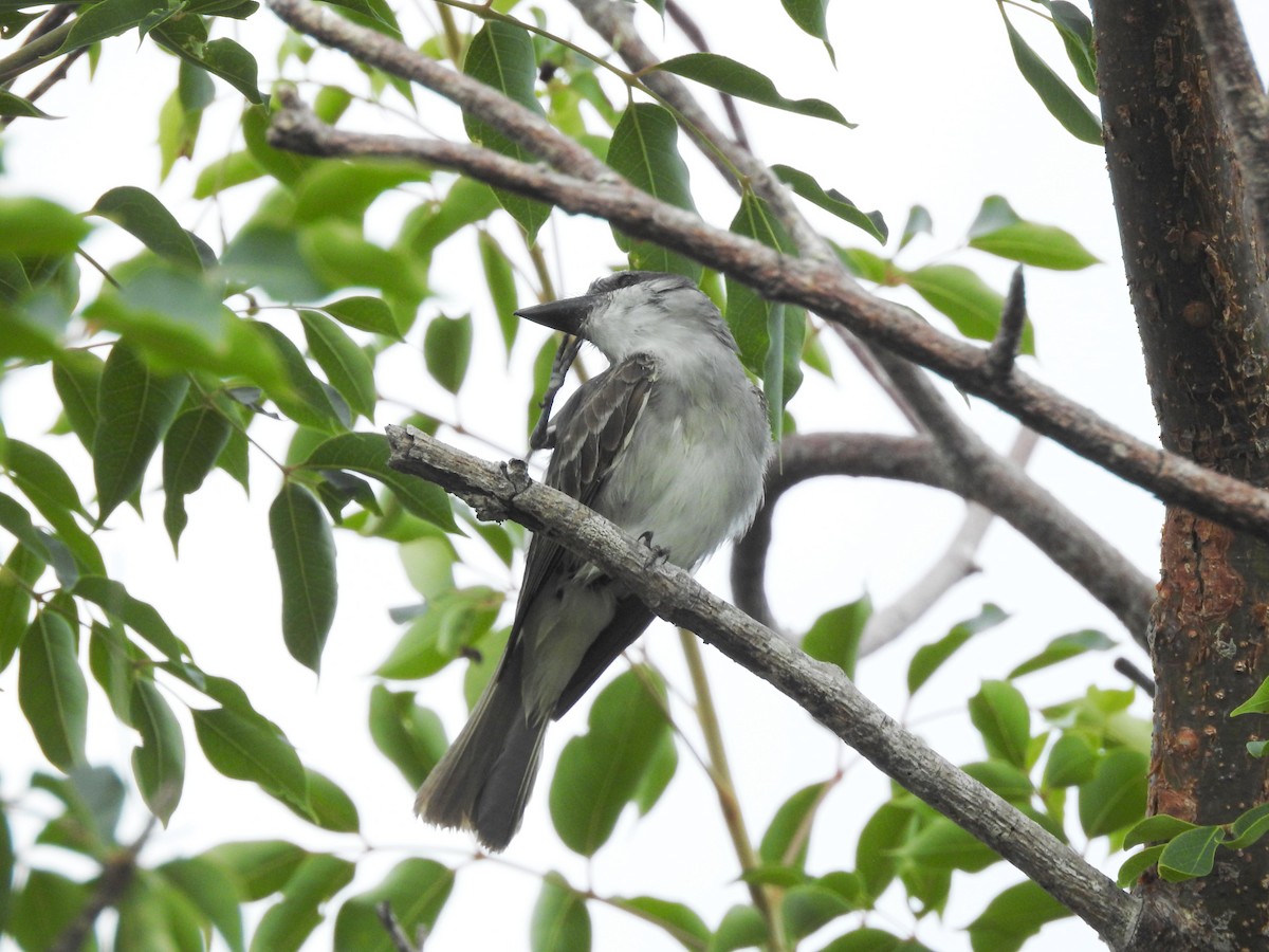 Gray Kingbird - Tim Burr