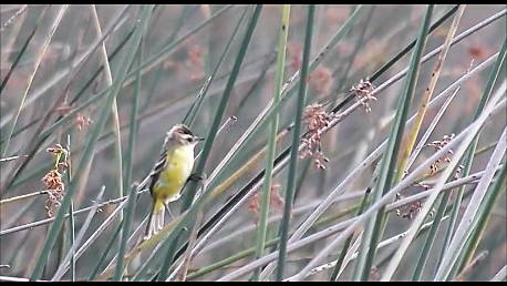 Crested Doradito - ML110647841