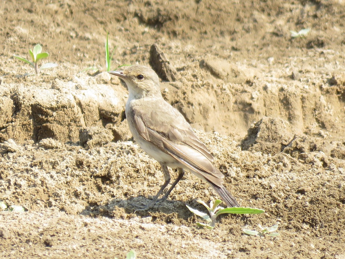 Little Ground-Tyrant - Vincent Vos
