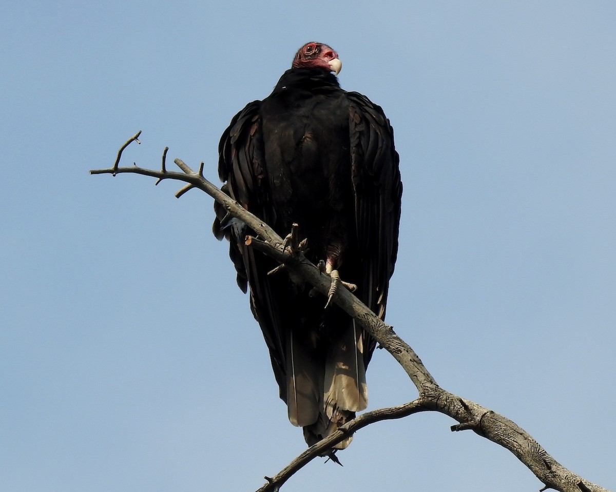 Turkey Vulture - ML110649761