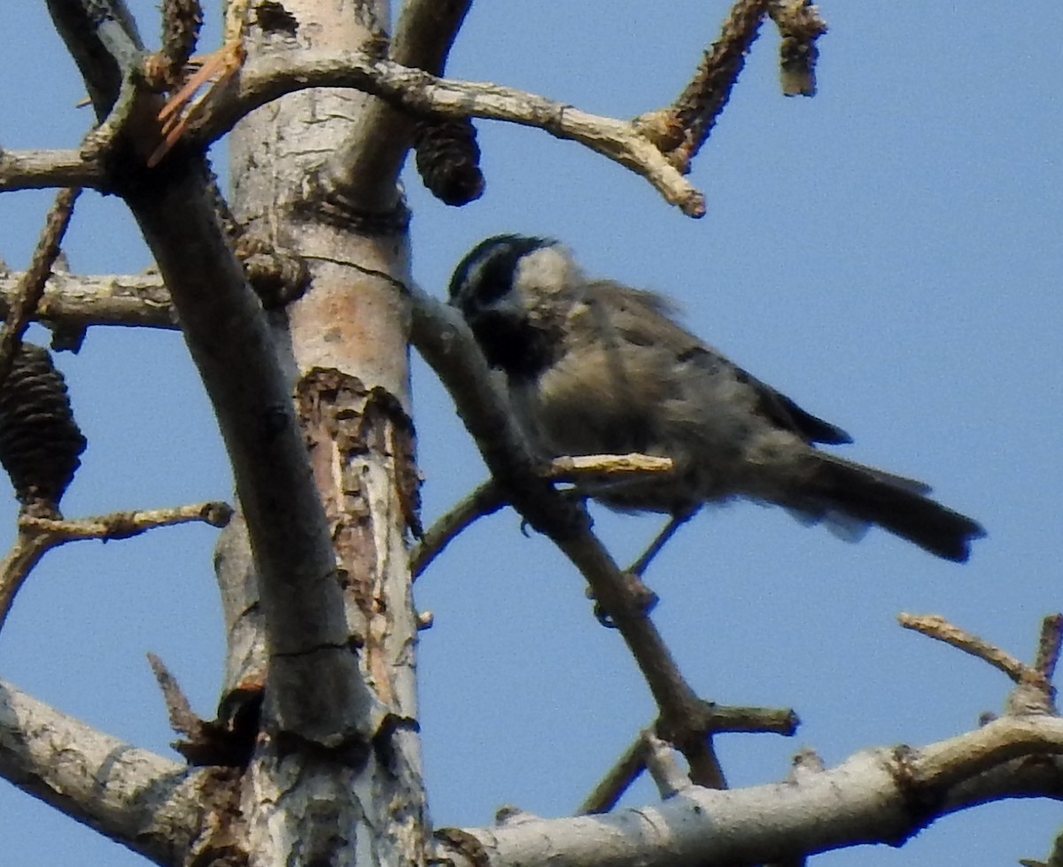 Mountain Chickadee - Lauri Taylor