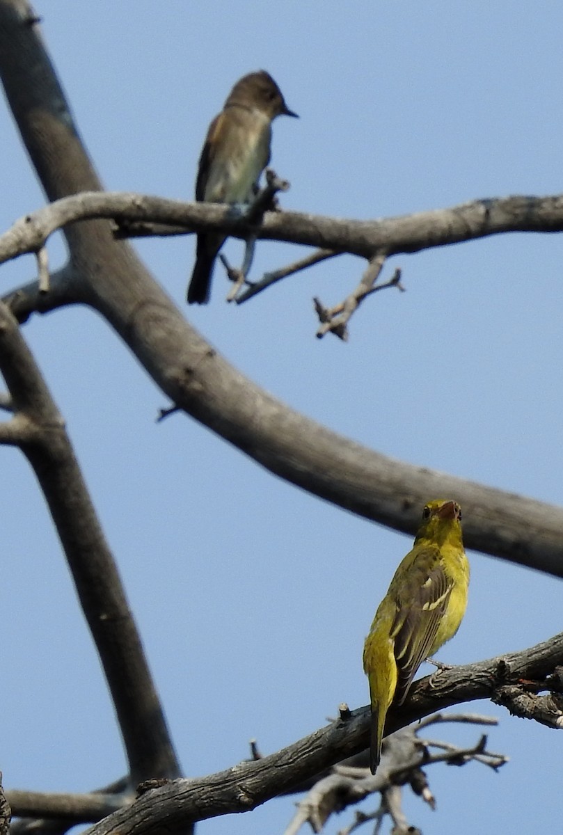 Western Wood-Pewee - ML110650161