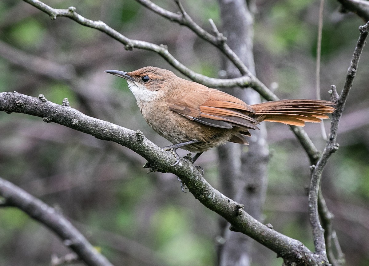 Chaco Earthcreeper - Fernanda Fernandex