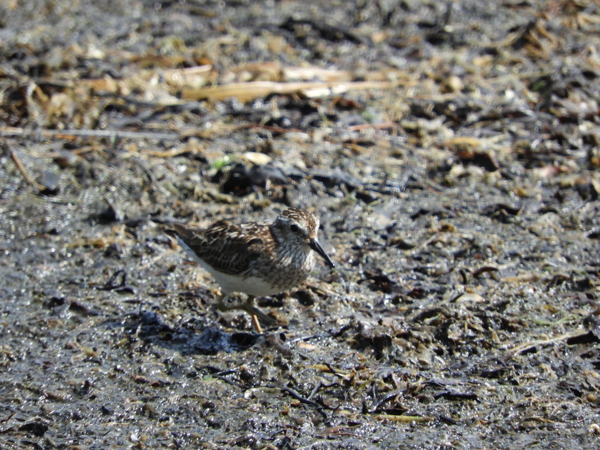 Least Sandpiper - ML110652041