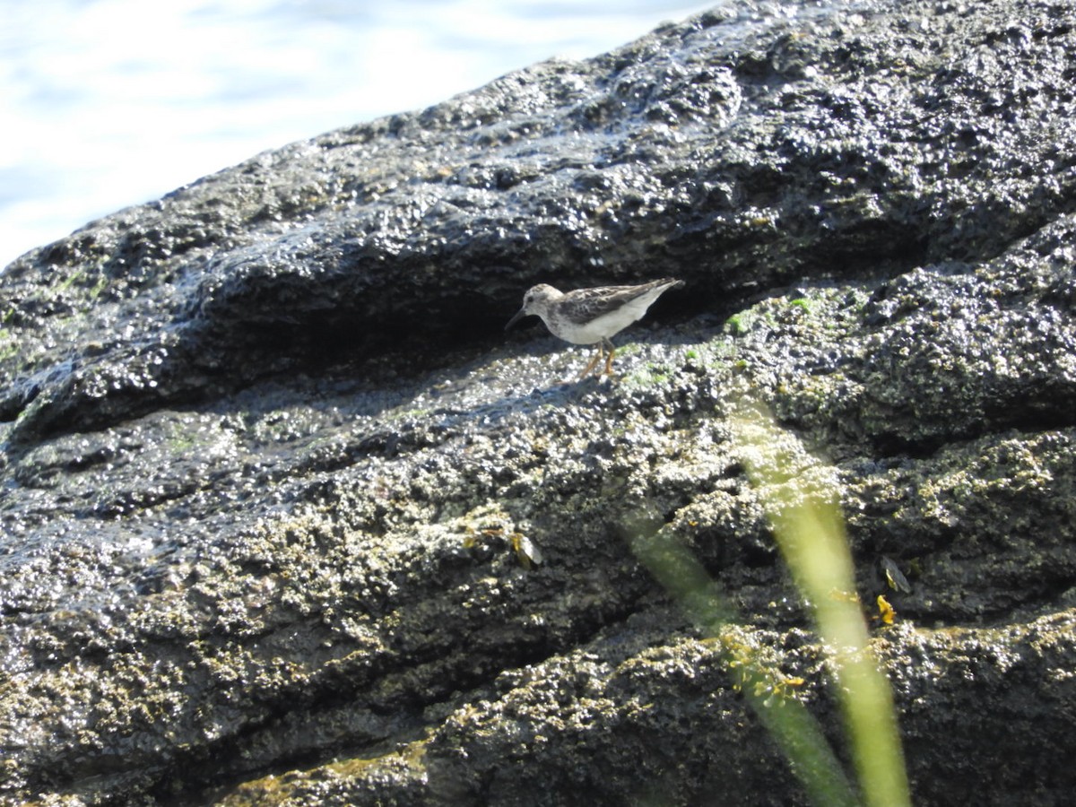 Least Sandpiper - ML110652051