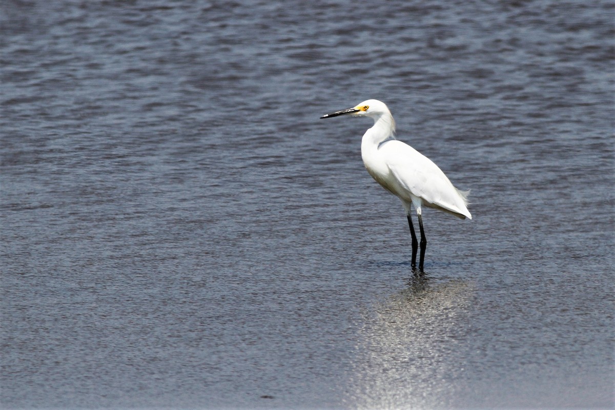 Snowy Egret - Jonathan DeBalko