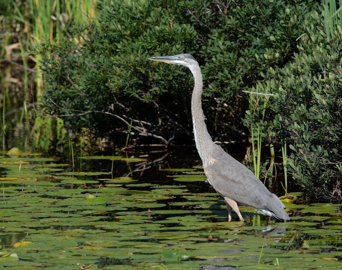 Great Blue Heron - Patrice St-Pierre