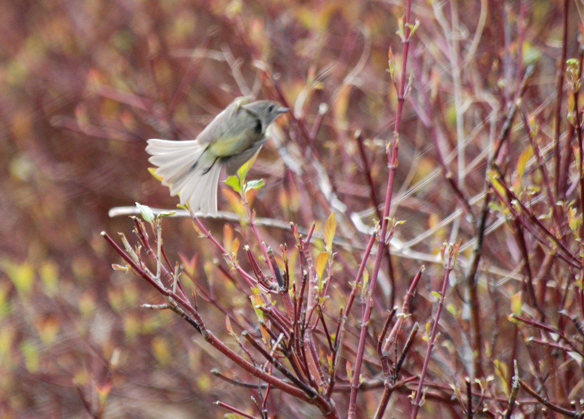 Dusky Flycatcher - ML110653781