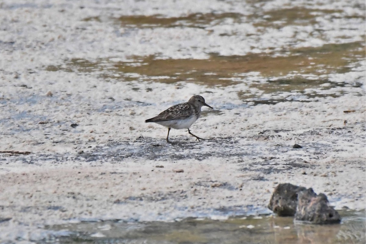 Least Sandpiper - ML110655051