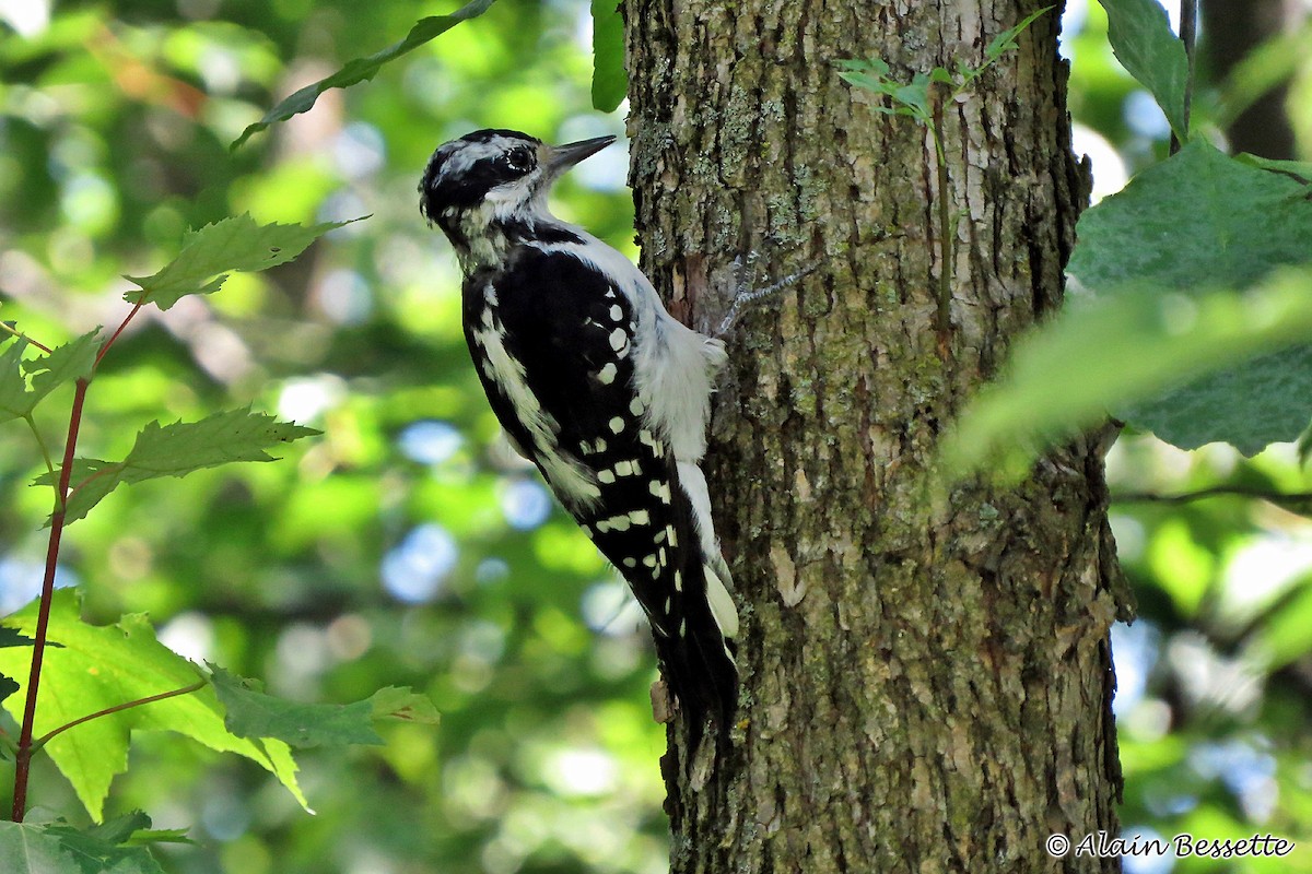 Hairy Woodpecker - Anonymous