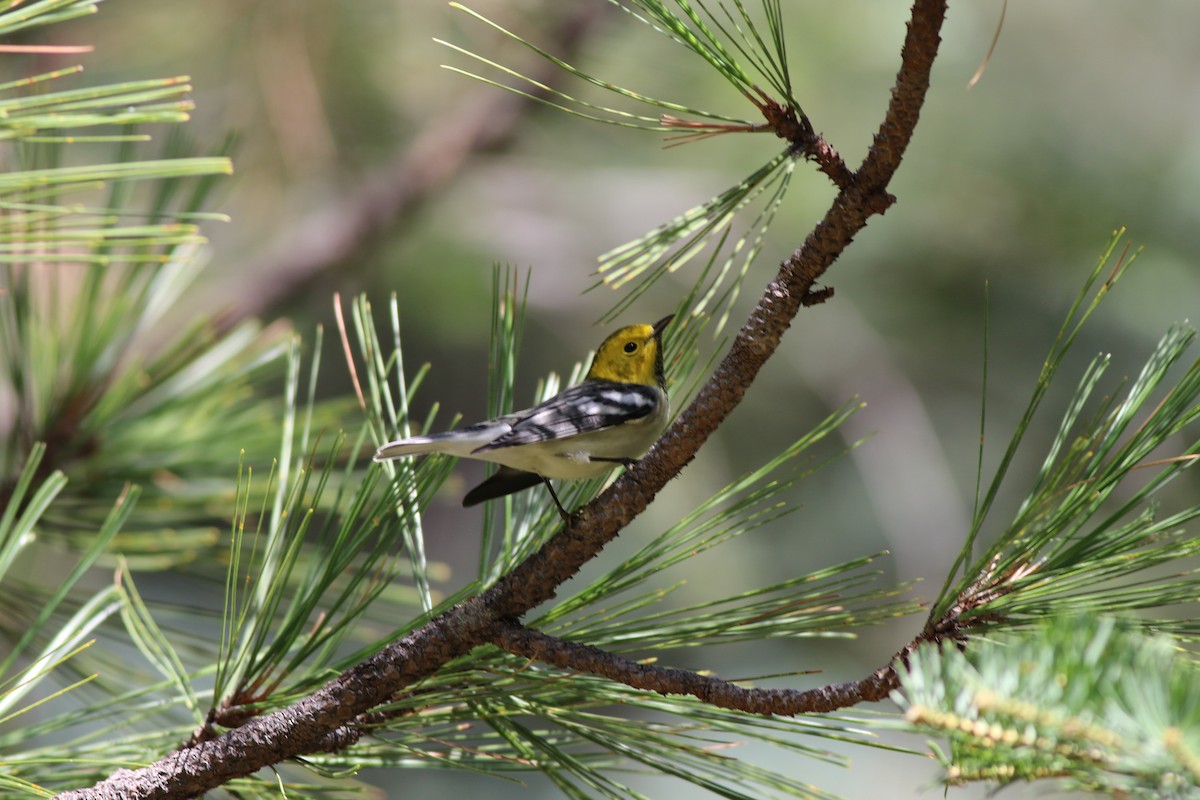 Hermit Warbler - Jeremy Nance