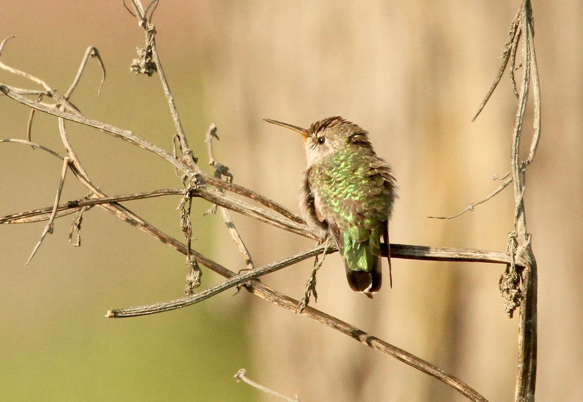 Anna's Hummingbird - Adam Dudley