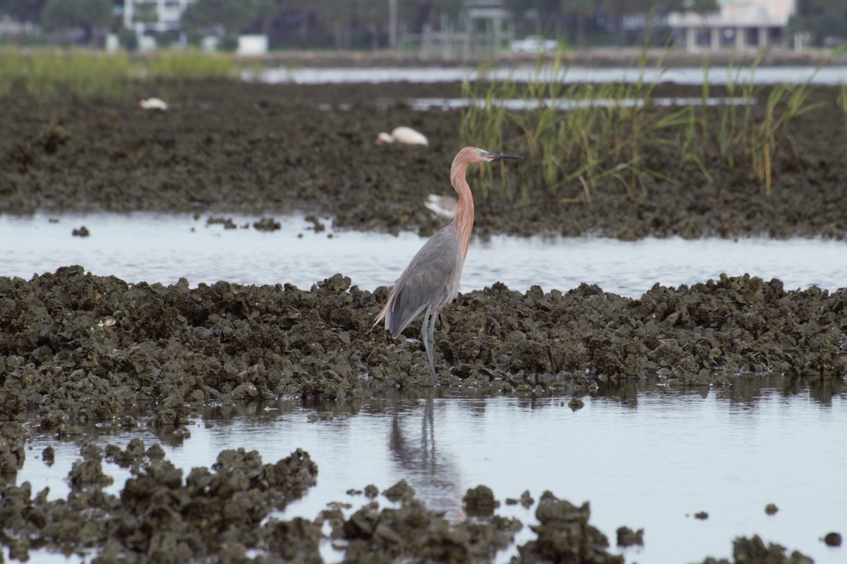 Reddish Egret - ML110657961