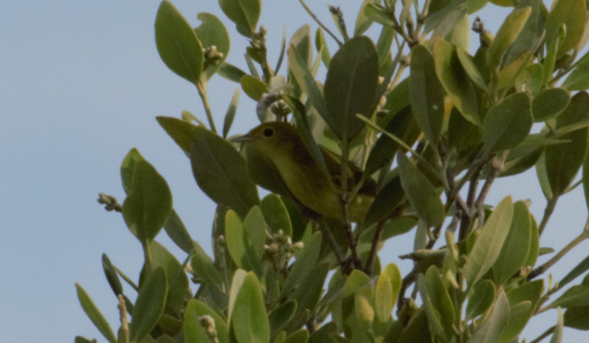 Yellow Warbler - ML110658361