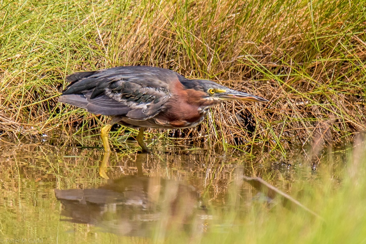 Green Heron - ML110658701