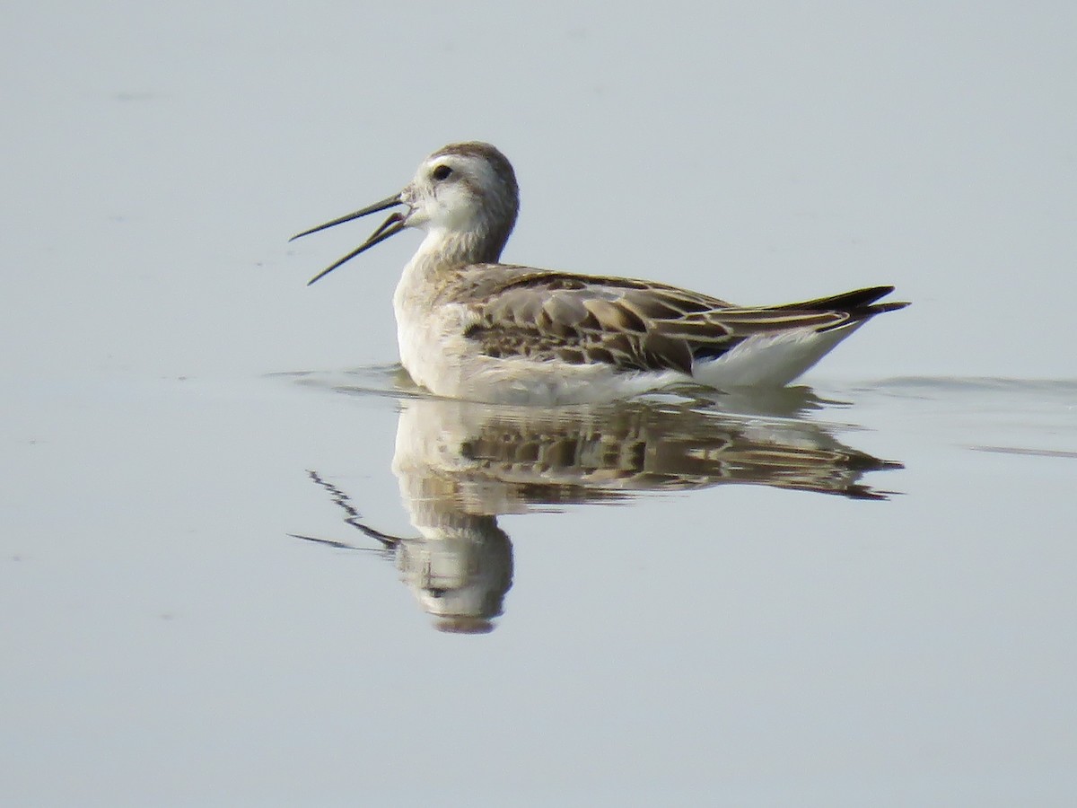 hvithalesvømmesnipe - ML110658821