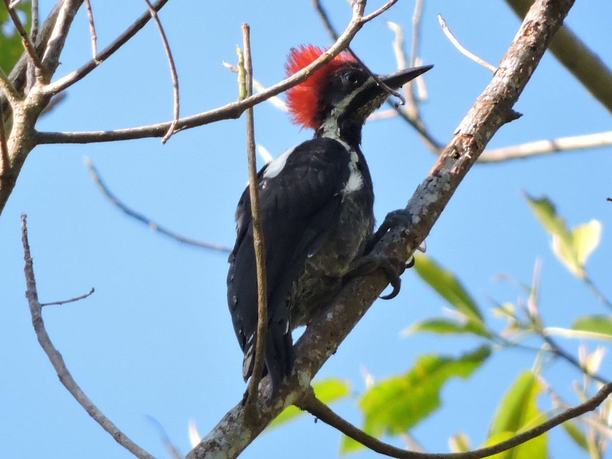 Lineated Woodpecker - ML110659811