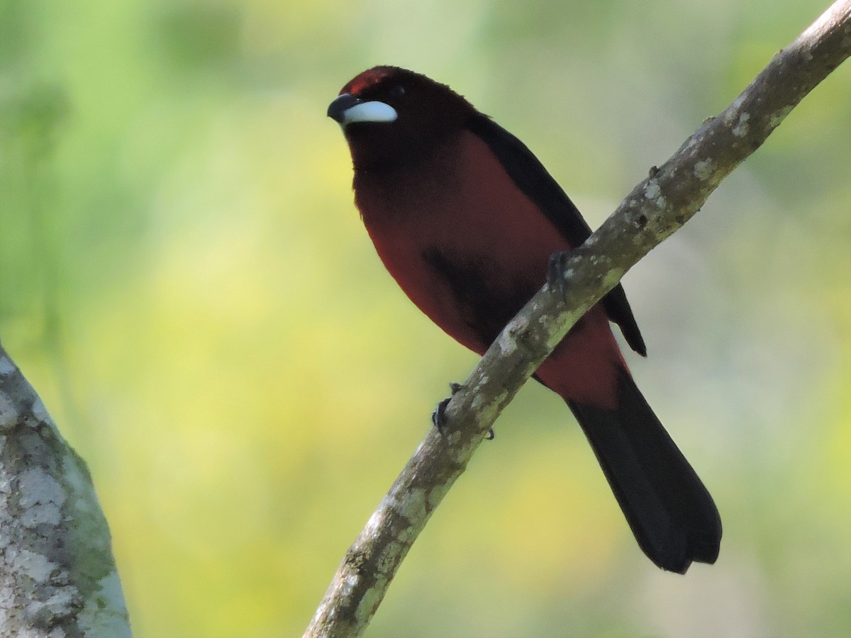 Crimson-backed Tanager - ML110659851