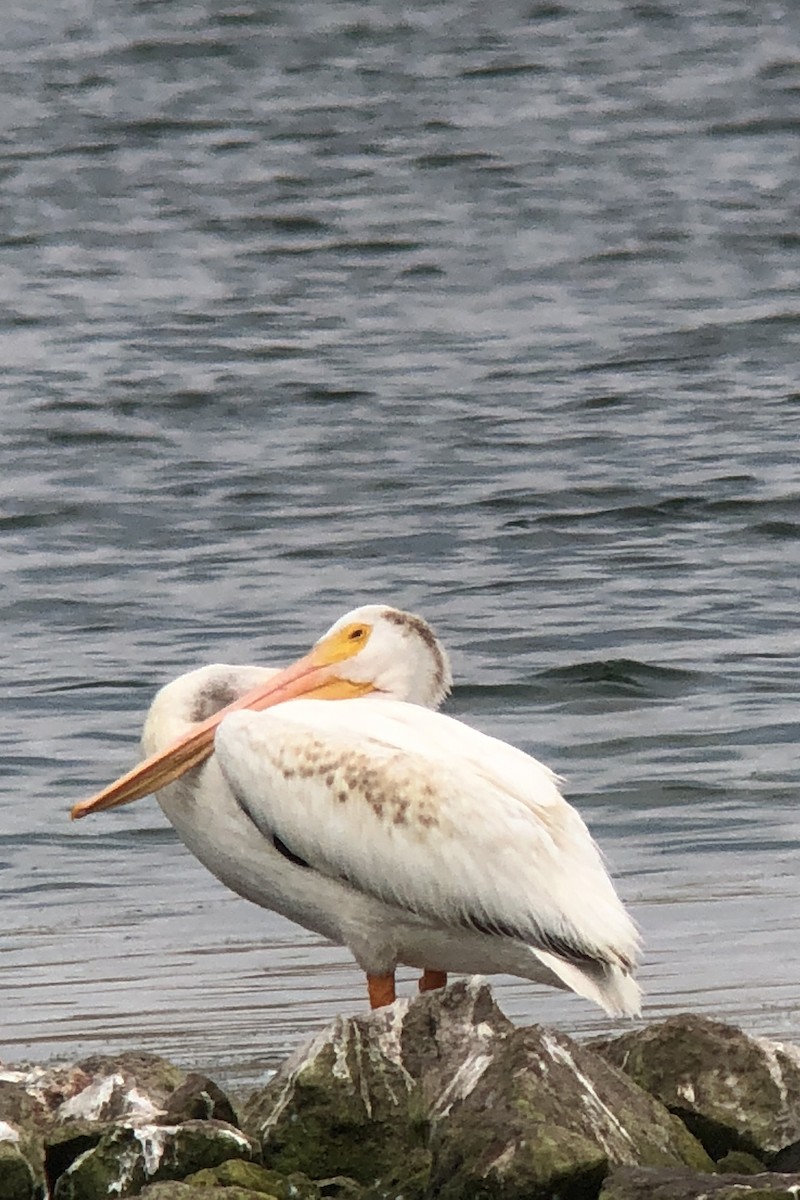 pelikán severoamerický - ML110660131