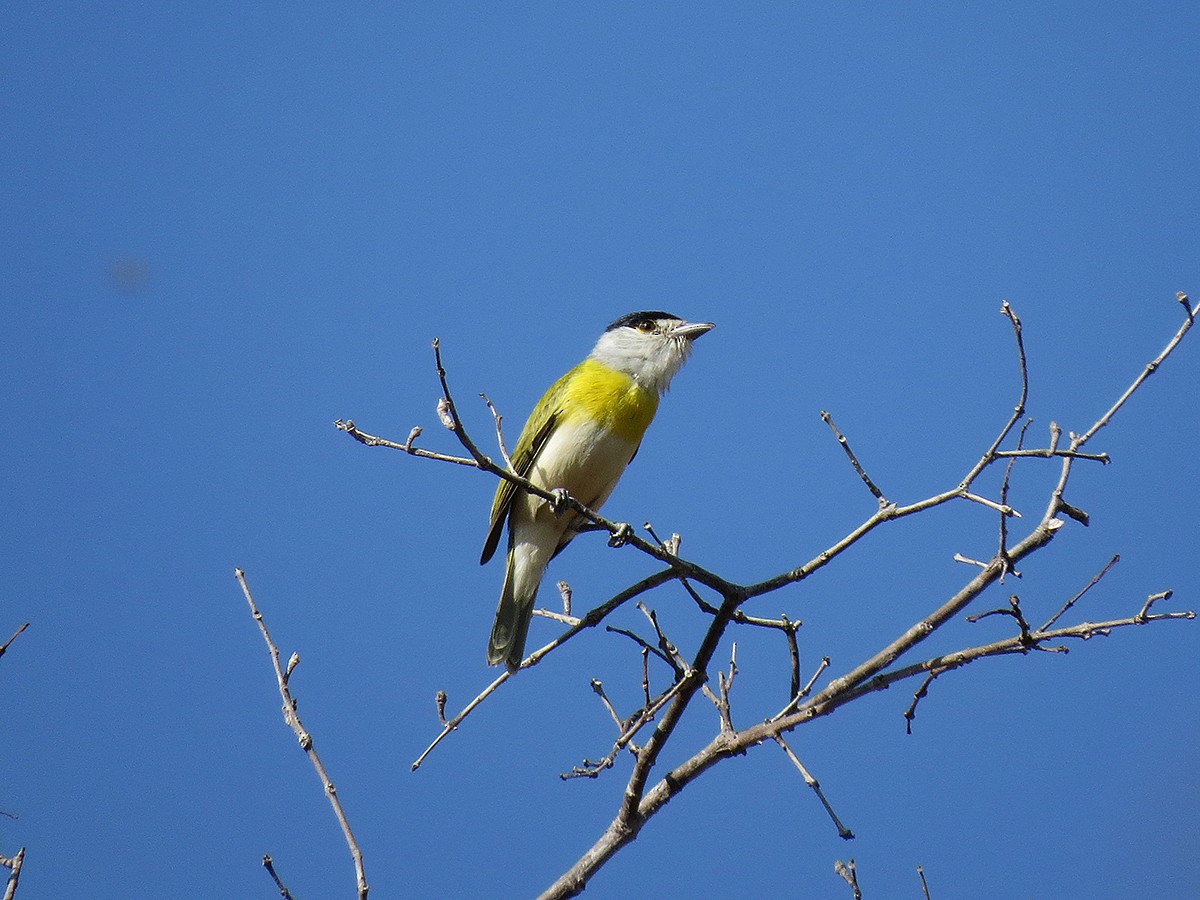 Green-backed Becard - ML110660251