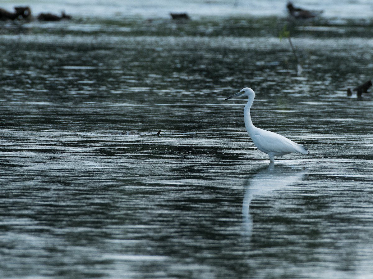 Little Blue Heron - ML110660401