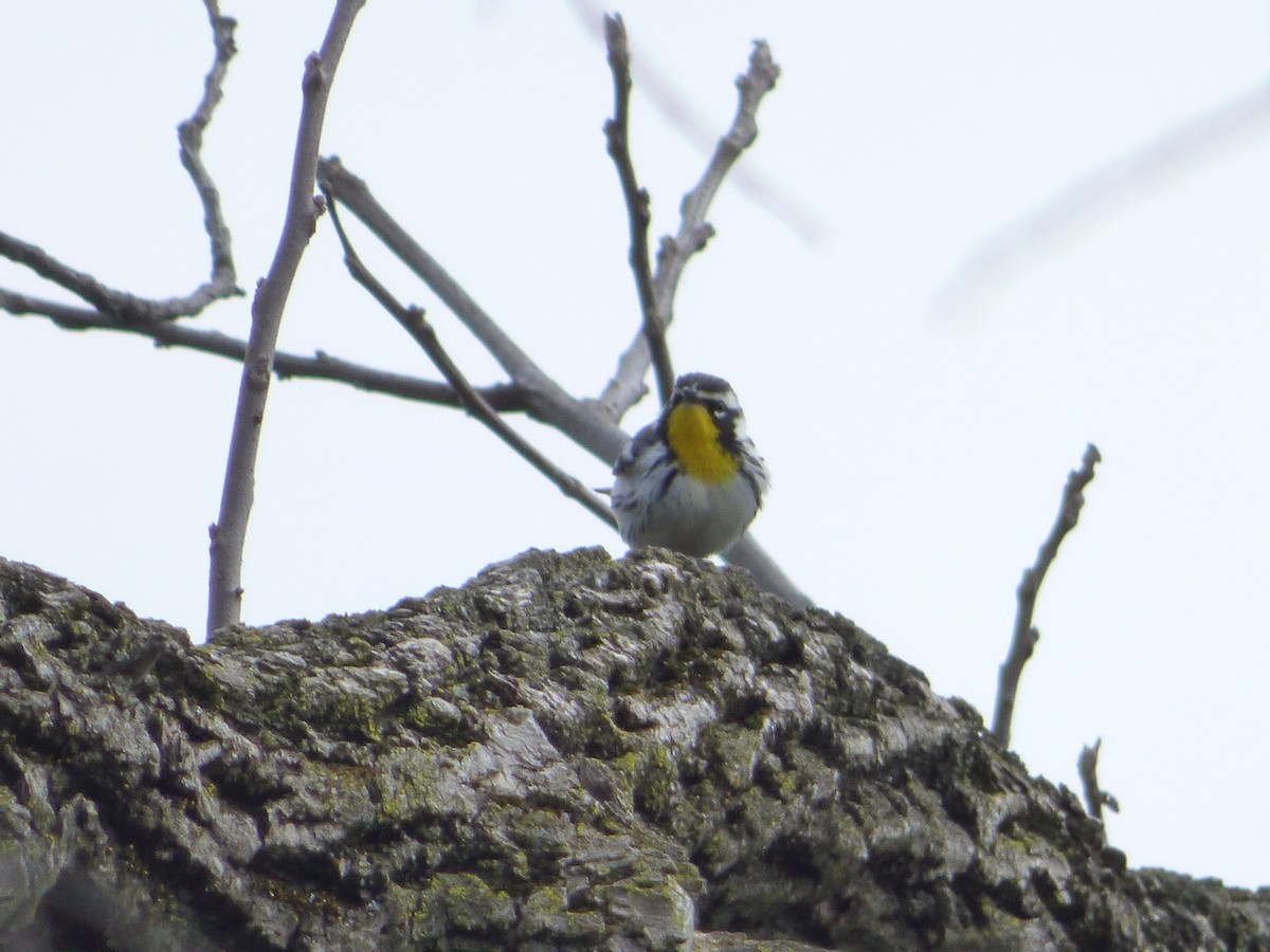 Yellow-throated Warbler - ML110660481