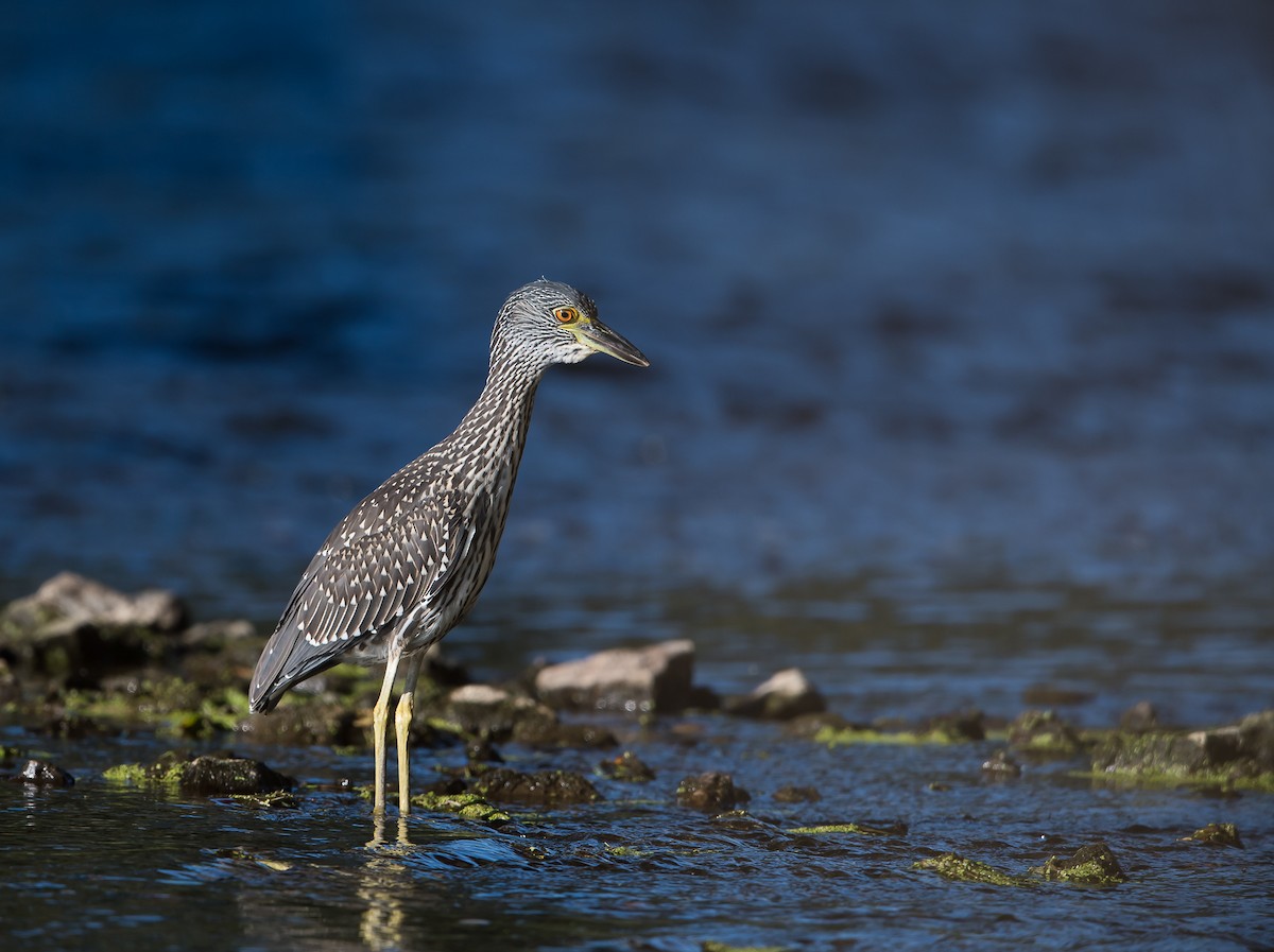 Yellow-crowned Night Heron - ML110660731