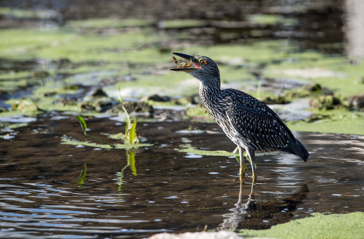 Yellow-crowned Night Heron - ML110660741