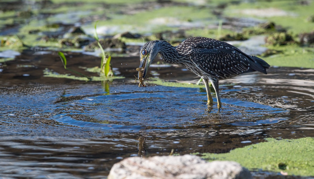 Yellow-crowned Night Heron - ML110660761