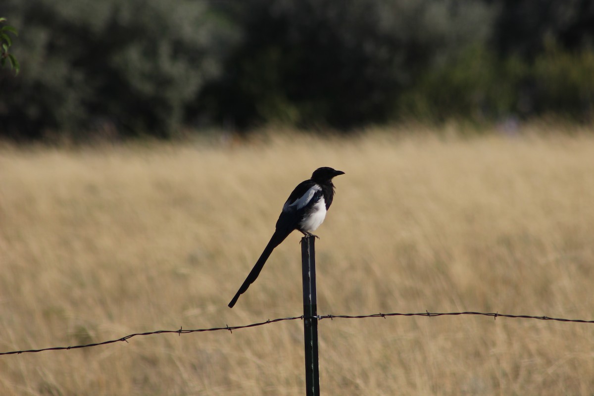 Black-billed Magpie - Jan Leonard