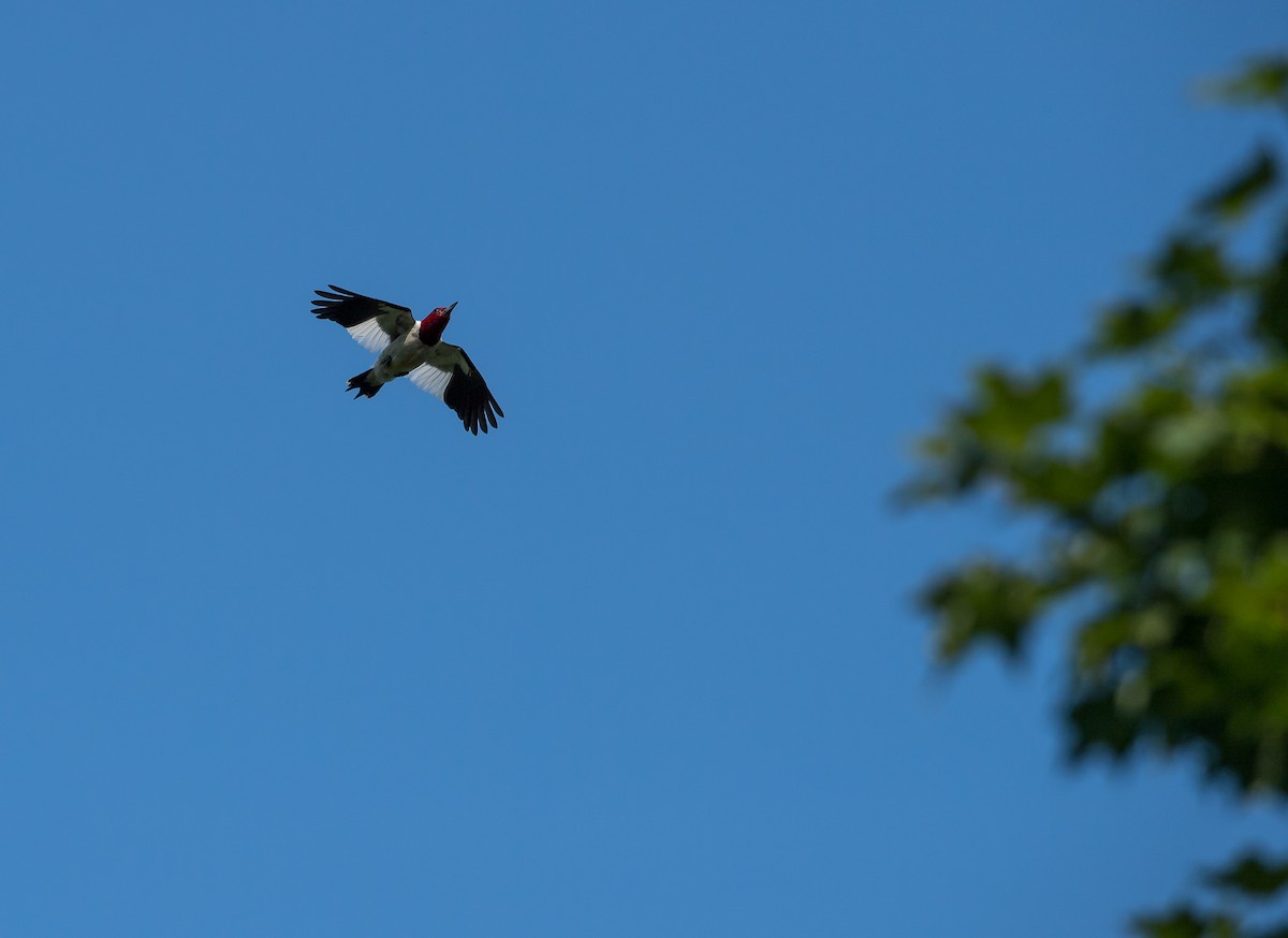 Red-headed Woodpecker - ML110661561