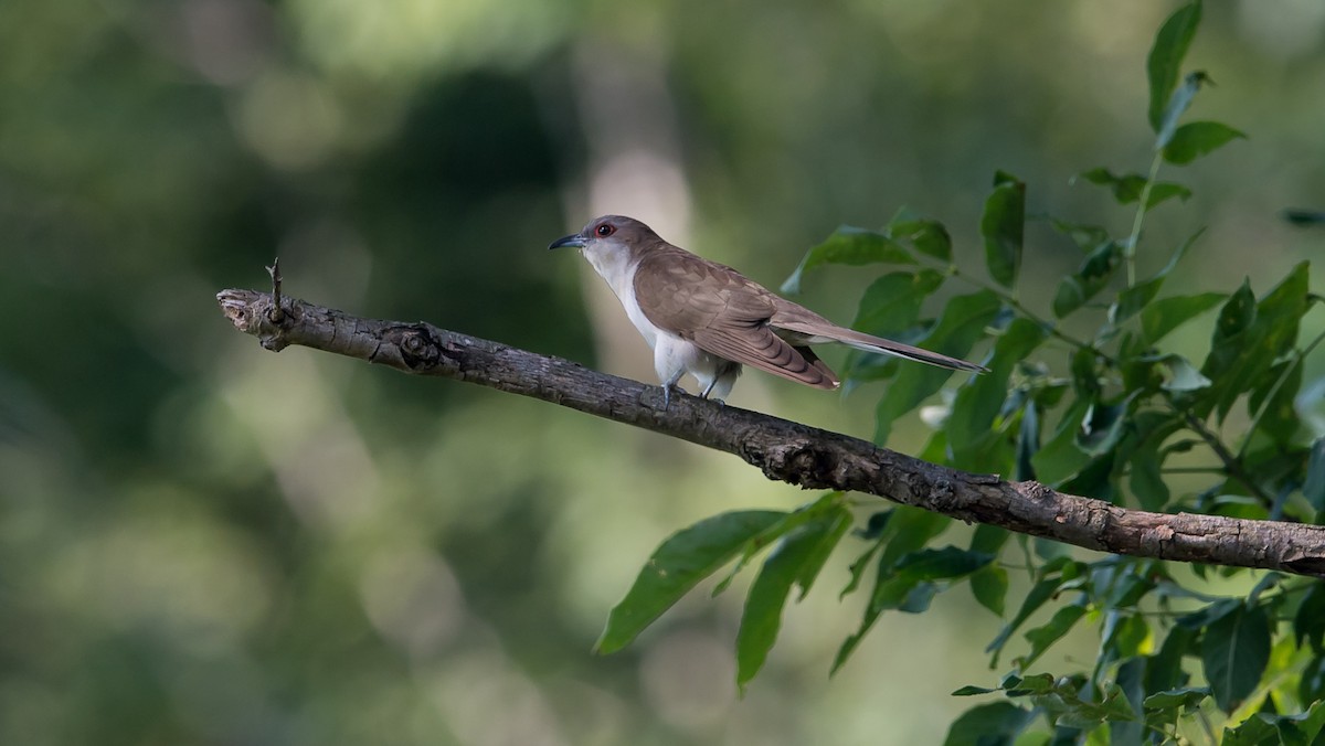 Black-billed Cuckoo - ML110661651
