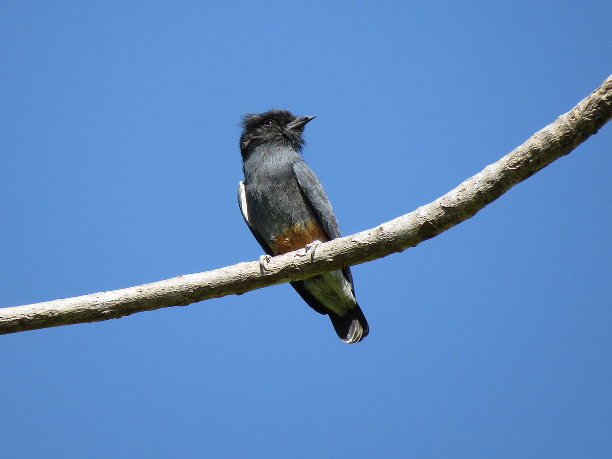 Buco Golondrina - ML110661781