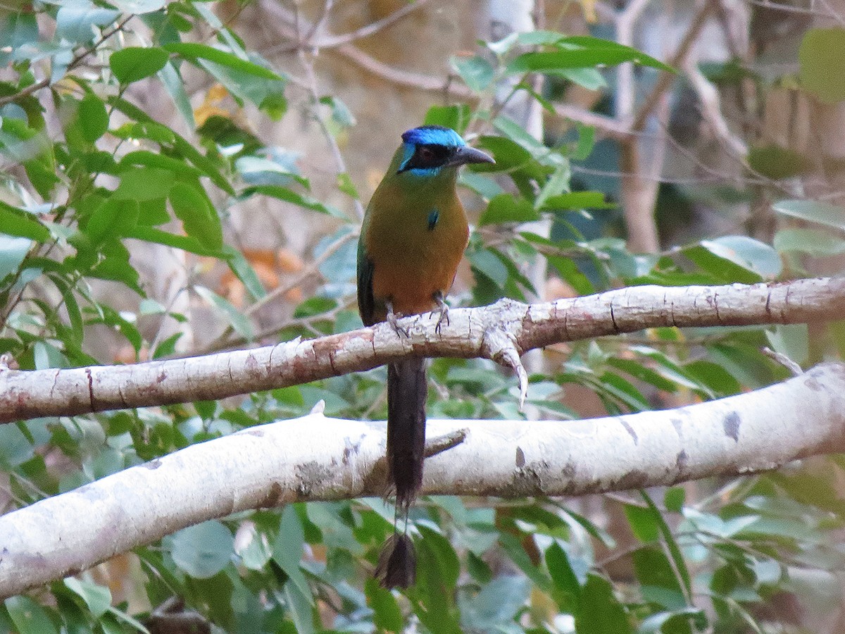 blåpannemotmot - ML110661871