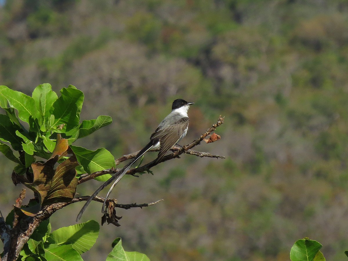 Fork-tailed Flycatcher - ML110661951