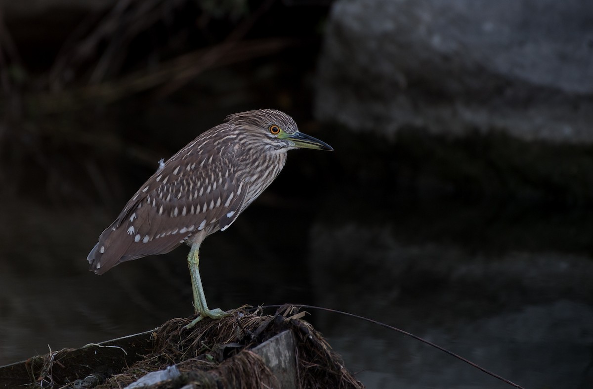 Black-crowned Night Heron - ML110661961