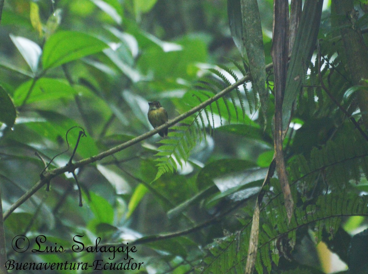 White-throated Spadebill - ML110662091