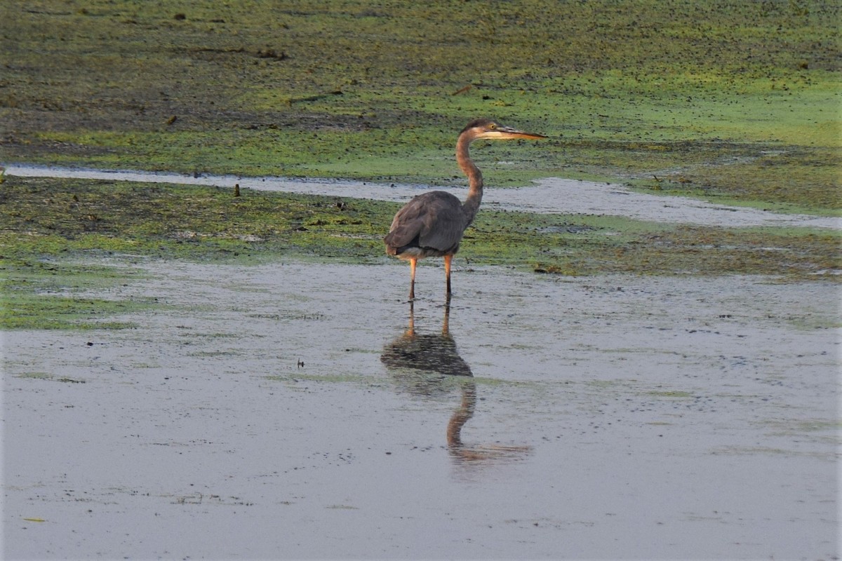 Great Blue Heron - Ken Milender