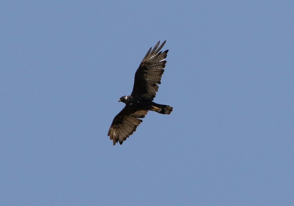 Zone-tailed Hawk - Glenn Walbek