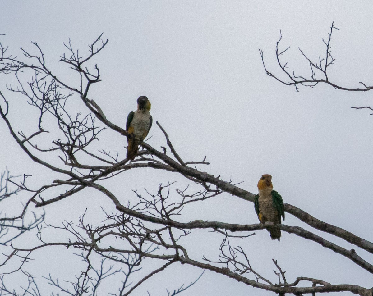 White-bellied Parrot - ML110665301